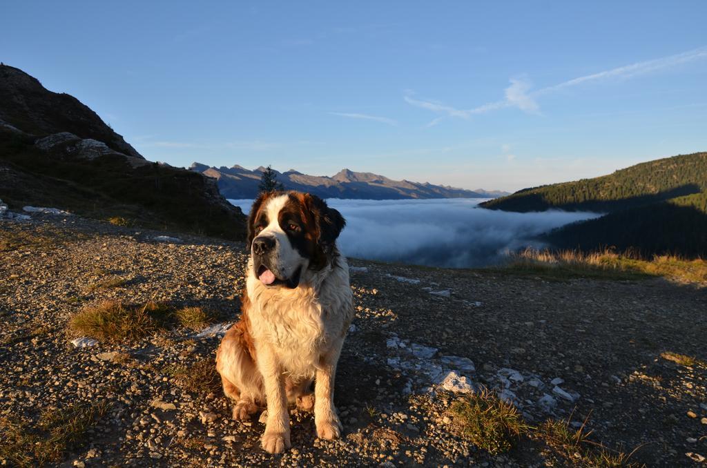 Rifugio Capanna Passo Valles Falcade Kültér fotó